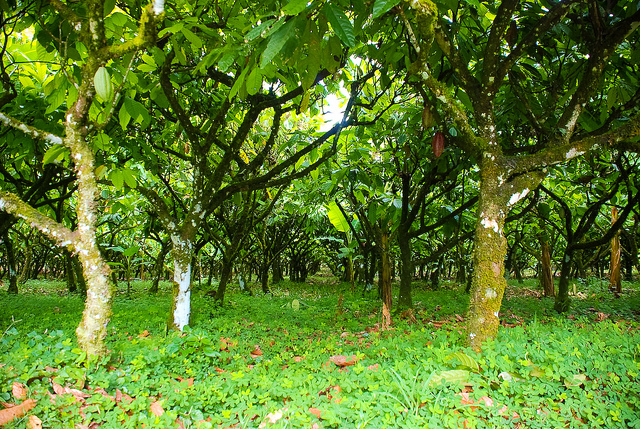 Cocoa plant